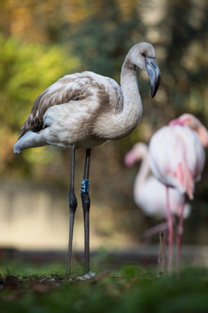 Greater flamingo (Phoenicopterus roseus)の写真素材
