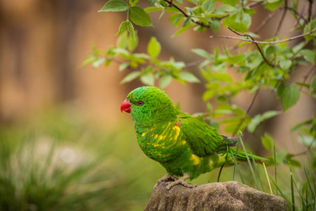 Green parrot sitting on a rock in the park. Wildlife scene from nature.の写真素材