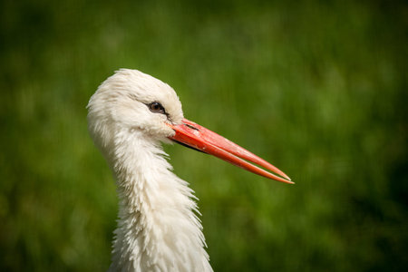 White stork in the green meadow. Close-up.の写真素材