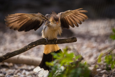 Great hornbill (Rhinoceros albirostris)の写真素材