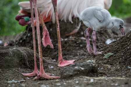 Flamingo in the nest. The Greater Flamingo (Phoenicopterus ruber).の写真素材