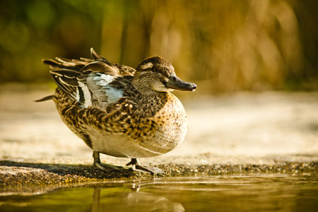 Female mallard duck (Anas platyrhynchos)の写真素材