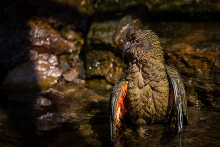 Kea parrot, Kea notabilis, Single bird on waterの写真素材