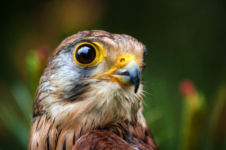 Close-up portrait of a common kestrel (Falco tinnunculus)の写真素材