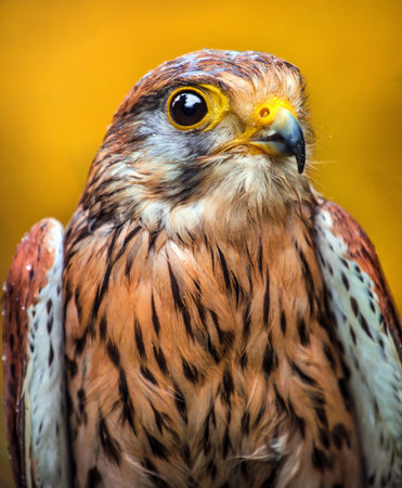 Portrait of a common kestrel (Falco tinnunculus)