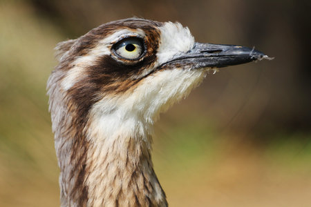 Close up of a Burmese Thick-knee (Burmese Thick-knee)の写真素材
