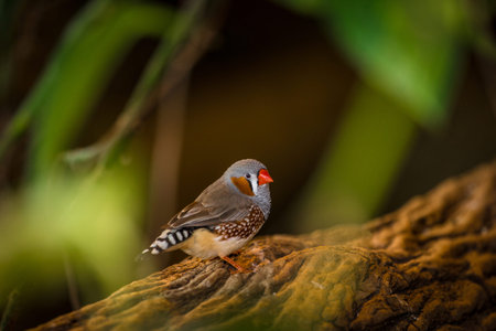 Zebra Finch (Lonchura punctata) in natureの写真素材