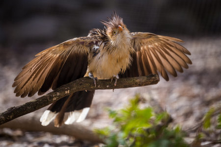 Birds in the wild. Birds in the wild. Birds in nature.の写真素材
