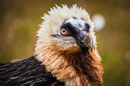 Portrait of a Griffon vulture (Gyps fulvus)の写真素材