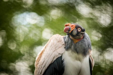 King vulture (Sarcoramphus papilio)の写真素材