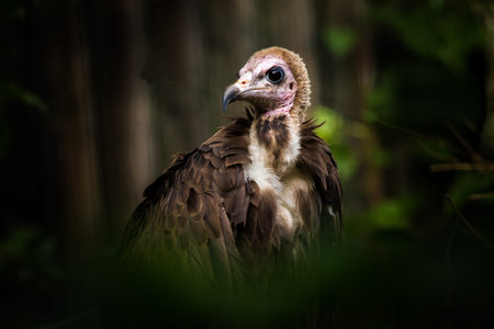 Griffon vulture (Gyps fulvus) portraitの写真素材