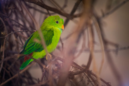 Green parrot sitting on a tree branch in the morning light.の写真素材