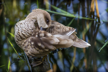 Portrait of a female teal duck (Anas platyrhynchos)の写真素材