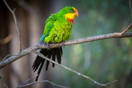 Parrot sitting on a branch in the forest, closeup of photoの写真素材