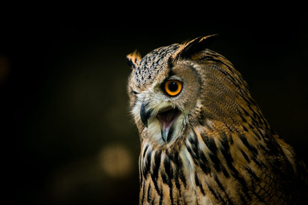 Eurasian Eagle Owl (Bubo bubo) on dark backgroundの写真素材