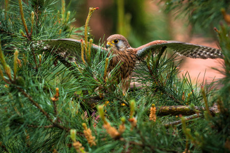 Kestrel (Falco tinnunculus) on a branchの写真素材