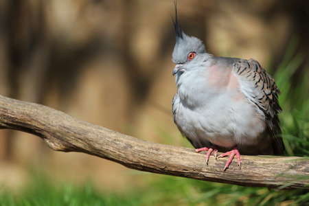 Crested Pigeon (Crested Pigeon)の写真素材