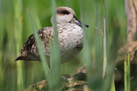 Duck, Anas platyrhynchos, single male on branch, Warwickshireの写真素材