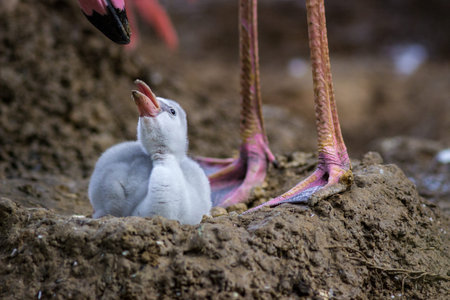 pink flamingo in the nest with its chick in the wildの写真素材