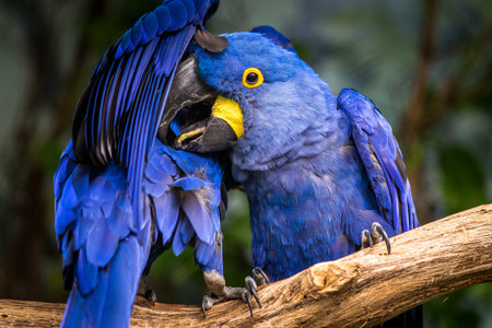 Hyacinth Macawの写真素材