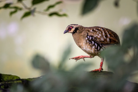 Red-necked partridge (Crested partridge)の写真素材