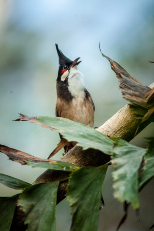 Black-whiskered Bulbul (Pycnonotus goiavier)の写真素材