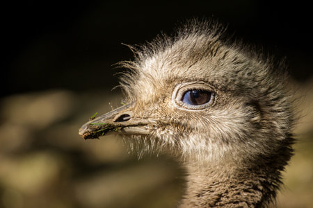 Portrait of an ostrich with a worm in its beakの写真素材