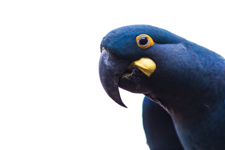 Portrait of a black cockatoo, isolated on white background