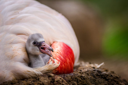 Close-up of a white ibis chick on a nest.の写真素材