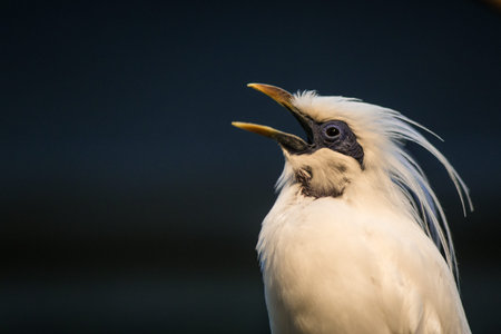 Portrait of a Cattle egret (Egretta garzetta)の写真素材