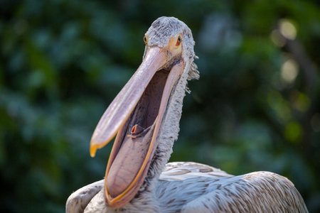 Pelican (Pelecanus onocrotalus)の写真素材