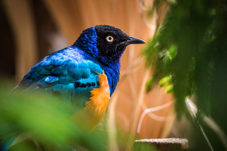 Superb Starling (Lamprotornis superbus)の写真素材