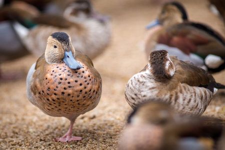 duck on the farm, close-up of a wild birdの写真素材