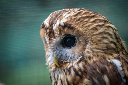 Close up of Tawny Owl (Athene noctua)の写真素材