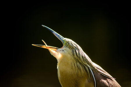 Squacco Heron (Ardeola ralloides) eating a fish