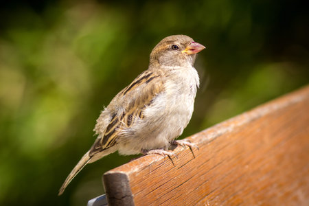 sparrow sitting on a wooden fence in the garden in summerの写真素材