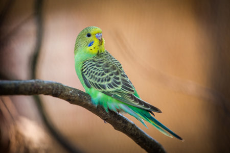 Green budgerigar sitting on a branch in a zoo.の写真素材