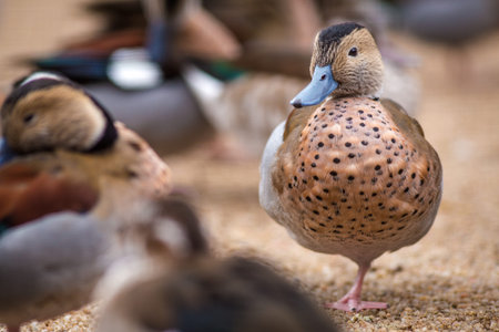 duck on the farm in the wild, closeup of photoの写真素材