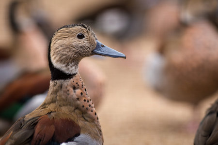 Close-up of a Eurasian teal (Anas acuta)の写真素材