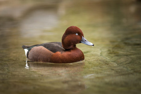 A male Pochard (Aythya fuligula) swimming in the water.の写真素材