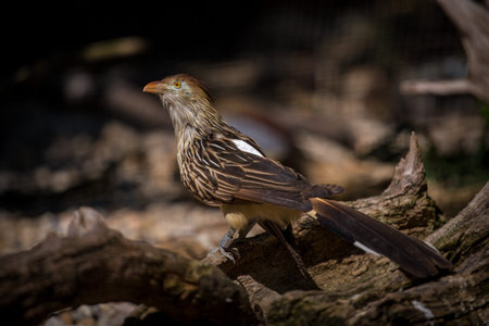 Red-billed Babbler (Babblerus rufescens)の写真素材