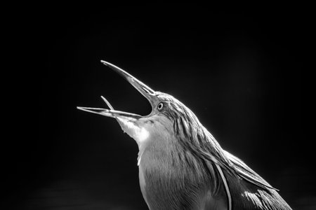 Black and white photo of a little heron on a black backgroundの写真素材