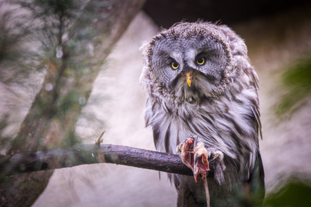 Great Gray Owl (Strix nebulosa) sitting on a branchの写真素材