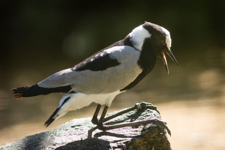 Black-winged lapwing, Vanellus vanellusの写真素材