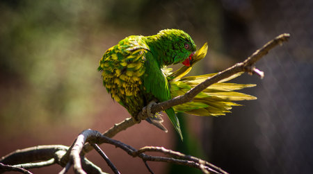 Parrot in a cage. Green parrot on a branch.