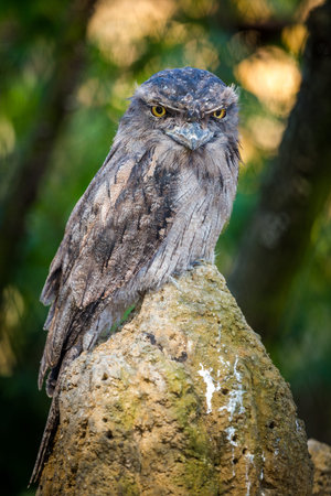 Wrynecked Frogmouth (Tawny Frogmouth)の写真素材