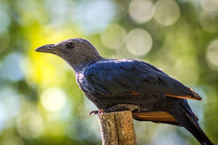 Portrait of a starling on a wooden pole with bokeh background
