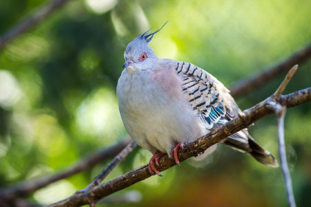 Crested pigeon (Streptopelia decaocto)の写真素材