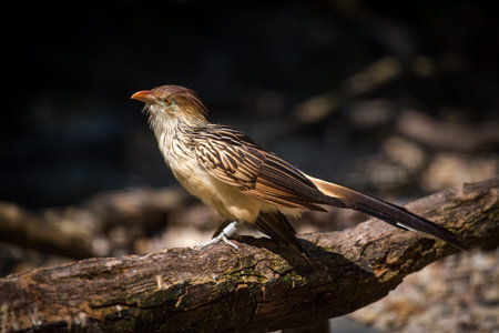 Red-billed Bulbul (Bombycilla rufescens)の写真素材