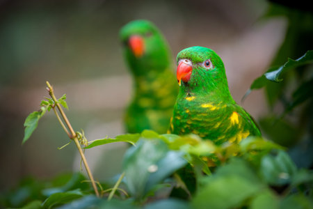 Rainbow Lorikeet or Alexandrine lorikeet on tree